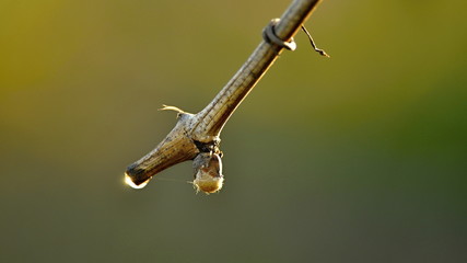 water drop on a vine branch