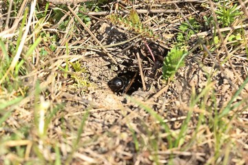 Subadulte männliche Feldgrille (Gryllus campestris) vor ihrer Wohnröhre