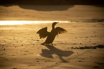 ave con las alas abiertas en playa