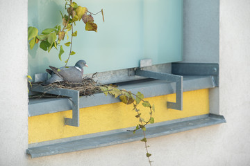 Pigeon protecting its nest. Columba palumbus. Nesting season
