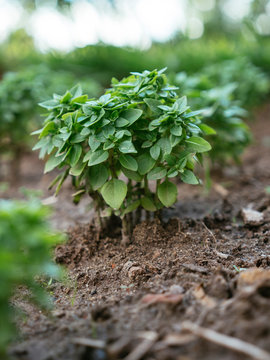 Green dwarf Basil