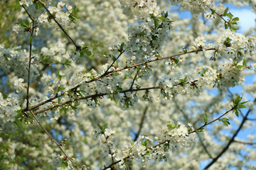 weiße Blumen, weißer Baum, weißer blühender Baum, Cashewblume, Quittenblume, Pflaumenblume, Frühling, Knospe