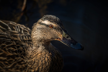 Female mallard bird just after dive in sunlight