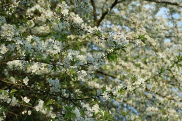 wei&szlig;e Blumen, wei&szlig;er Baum, wei&szlig;er bl&uuml;hender Baum, Cashewblume, Quittenblume, Pflaumenblume, Fr&uuml;hling, Knospe