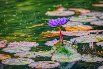 Purple water lily flower in a lake in Central Park in New York - obrazy, fototapety, plakaty
