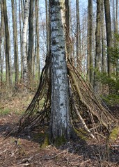 Tippi aus Zweigen im Wald
