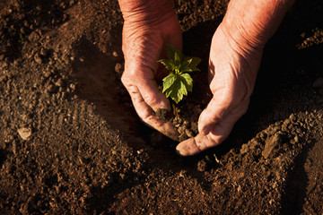 Plant a tree. Nature is our home, do not litter in it. Grandma sits a young tree. Tree planting due to large-scale deforestation. The global problem of deforestation. Nature is our common home. Forest
