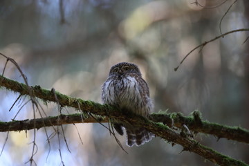 Eurasian pygmy owl  Swabian Jura,  Germany