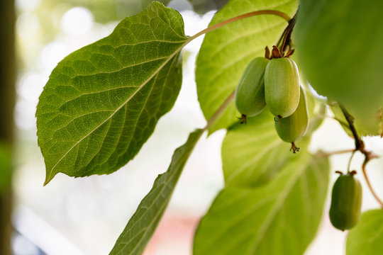 Branch with actinidia fruits and green leaves close-up in the garden. Selective cultivation of cultivated plants to preserve the stock and sale of surplus.