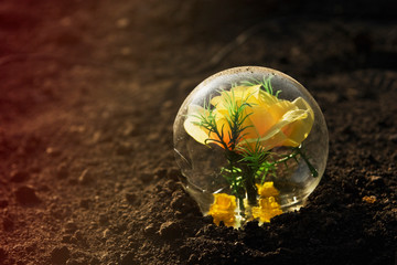 Young plant in a glass bowl close-up. Protection of nature. Rose in a glass bowl. Human...