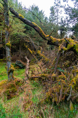 Fototapeta premium Irlandzki las sielankowy z magiczną zielenią, mchem, szyszkami i roślinami. Mokre warunki wiosną. Selektywna ostrość, bliska, wąska głębia pola