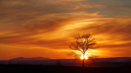 Drzewo na tle zachodu słońca  © Dariusz