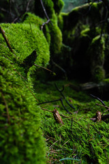 Irish Idyllic forest with it's magical green trees, moss, cones and plants. Wet conditions during spring. Selective focus, close up, narrow deep of field