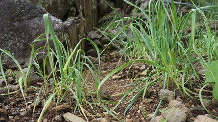 onion plants in a field on the slopes of Sumbing Mountain in the province of Central Java, Indonesia