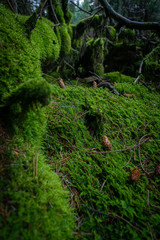 Fototapeta premium Irish Idyllic forest with it's magical green trees, moss, cones and plants. Wet conditions during spring. Selective focus, close up, narrow deep of field