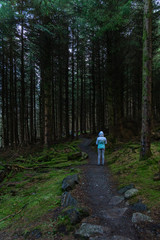 Obraz premium Back view of a young woman hiking alone in Irish forest. Hiking girl is walking in gloomy mystical and dark forest - thriller scene. Wide-angle lens.