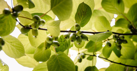 Branch with actinidia fruits and green leaves close-up in the garden. Selective cultivation of cultivated plants to preserve the stock and sale of surplus.