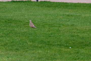 Song Thrush (Turdus philomelos), Queen's University, Belfast, Northern Ireland, UK