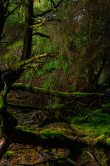 Irish Idyllic forest with it's magical green trees, moss, cones and plants. Wet conditions during spring. Selective focus, close up, narrow deep of field