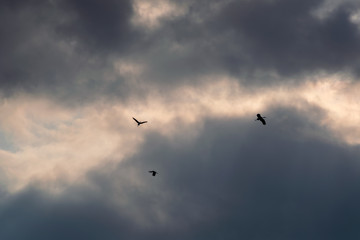 birds clouds and the sun