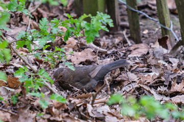 Thrushes, Botanical Garden, Belfast, Northern Ireland, UK
