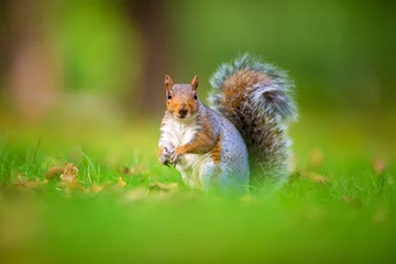 Foto op Plexiglas eekhoorn op het gras © Martin