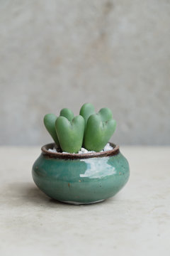 Conophytum bilobum