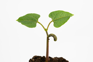 bean plant