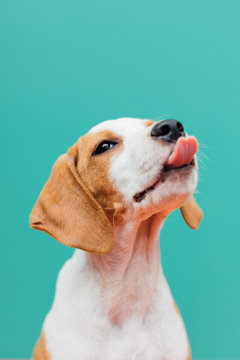 Puppy Portrait