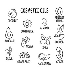 Cosmetic oils. Nuts from which squeeze oils. Nourishing oils for skin beauty. Vector icons