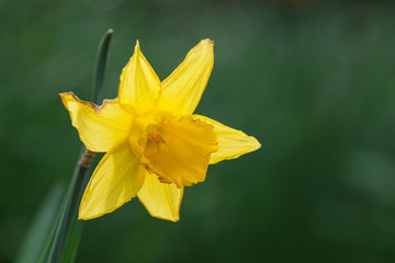 Daffodil, Botanical Garden, Belfast, Northern Ireland, UK