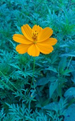 yellow flower