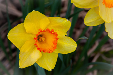 Obraz premium Spring Time Daffodils