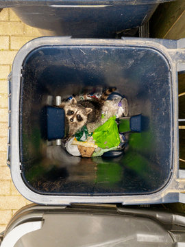 Baby raccoon stuck in recycling bin
