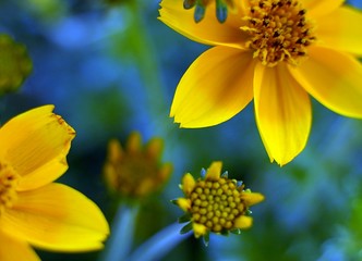 yellow flower on blue background