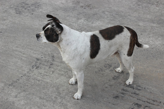 Dog Guard A Mongrel Cross Between A Boxer With Uncropped Ears And Tail Stands Still On The Street And Looks Left