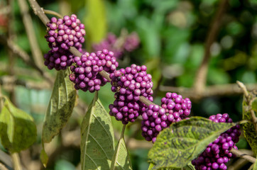 purple berries on a branch