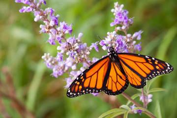 monarch butterfly on chaste tree