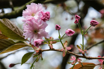 Obraz premium Japanese Cherry (Prunus serrulata), Botanical Garden, Belfast, Northern Ireland, UK