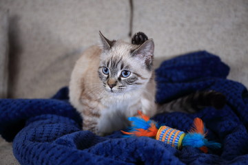 Kitten on sofa with blue blanket