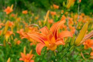 Obraz premium A beautiful orange lily (Orange day-lily / Hemerocallis fulva)