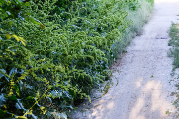 Obraz premium Rumex confertus. Horse sorrel on the side of a rural road.