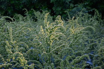 Rumex confertus. Horse sorrel on the side of a rural road.