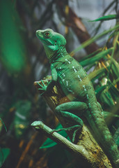 green lizard on a branch