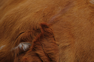 Animal fur shows abstract close up of longhorn cow hair texture.