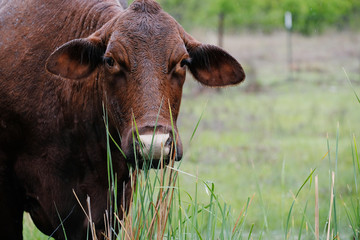 Santa Gertudis cow in rain close-up looking at camera, copy space on blurred spring field...