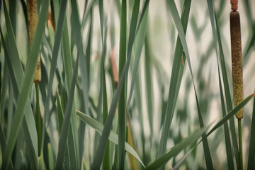 Obraz premium Reeds on the Lake . Swamp, reeds, water, plant, horsetail