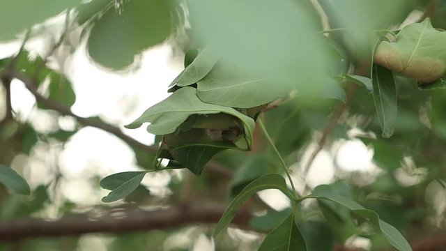 The ant's nest that uses the leaves on the tree
