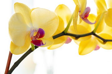Close up of yellow flowers of Orchid on blurred background