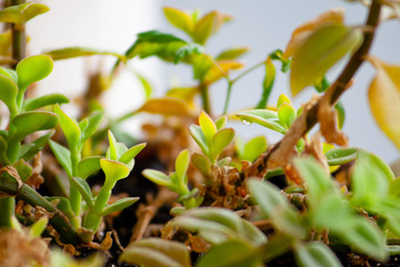 Branches of Aptenia Cordifolia plant with beautiful green leaves and drops of water from the rain